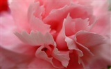 Mother's Day of the carnation wallpaper albums #26