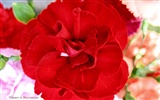 Mother's Day of the carnation wallpaper albums #27
