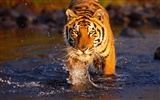 Foto Wallpaper Tigre (2)