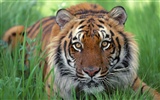 Tiger Фото обои (2) #2