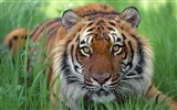 Foto Wallpaper Tigre (2) #2