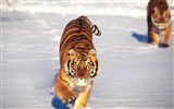 Tiger Фото обои (2) #3