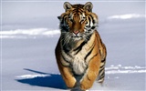 Foto Wallpaper Tigre (2) #5