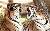 Tiger Фото обои (2) #8