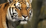 Foto Wallpaper Tigre (2) #9