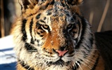 Tiger Фото обои (2) #10