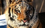 Foto Wallpaper Tigre (2) #10