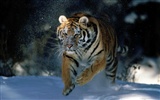 Foto Wallpaper Tigre (2) #11