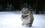 Foto Wallpaper Tigre (2) #14