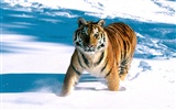 Tiger Фото обои (2) #15