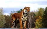 Fond d'écran Tiger Photo (2) #17