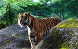 Foto Wallpaper Tigre (2) #18