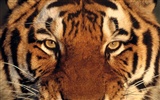 Foto Wallpaper Tigre (2) #19