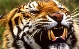 Foto Wallpaper Tigre (2) #20