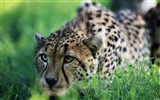 Animal Widescreen Wallpapers Collection (2)