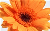 Flowers close-up (15) #12