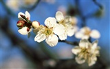 Flowers close-up (16)