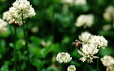 鮮花特寫(16) #11