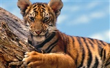 Tiger Фото обои (3) #1