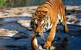 Foto Wallpaper Tigre (3)