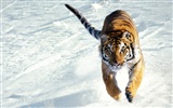 Foto Wallpaper Tigre (3) #5