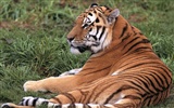 Foto Wallpaper Tigre (3) #7