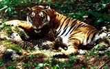 Foto Wallpaper Tigre (3) #8