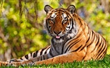 Foto Wallpaper Tigre (3) #10