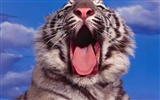 Foto Wallpaper Tigre (3) #11