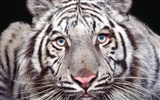 Tiger Фото обои (3) #12