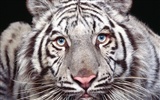 Foto Wallpaper Tigre (3) #12