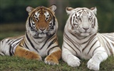 Tiger Фото обои (3) #13