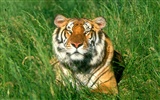 Tiger Фото обои (3) #14