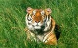 Foto Wallpaper Tigre (3) #14