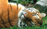 Tiger Фото обои (3) #16