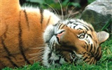 Tiger Foto Wallpaper (3) #16