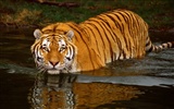Tiger Фото обои (3) #17