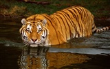 Foto Wallpaper Tigre (3) #17