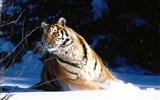 Fond d'écran Tiger Photo (3) #19