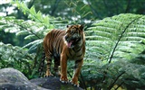 Foto Wallpaper Tigre (3) #20