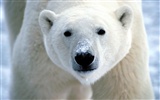 Polar Bear Photo Wallpaper