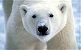 Polar Bear Photo Wallpaper #1