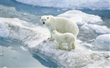 北极熊写真壁纸2