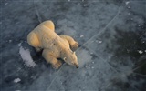 北極熊寫真壁紙 #3