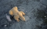 Polar Bear Foto Wallpaper #3