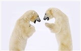 El oso polar Foto Wallpaper #6