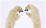 Polar Bear Photo Wallpaper #6