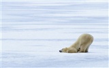 El oso polar Foto Wallpaper #9
