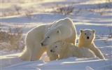El oso polar Foto Wallpaper #12