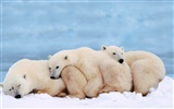 El oso polar Foto Wallpaper #14